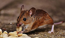 opossum-control Experts in Dale